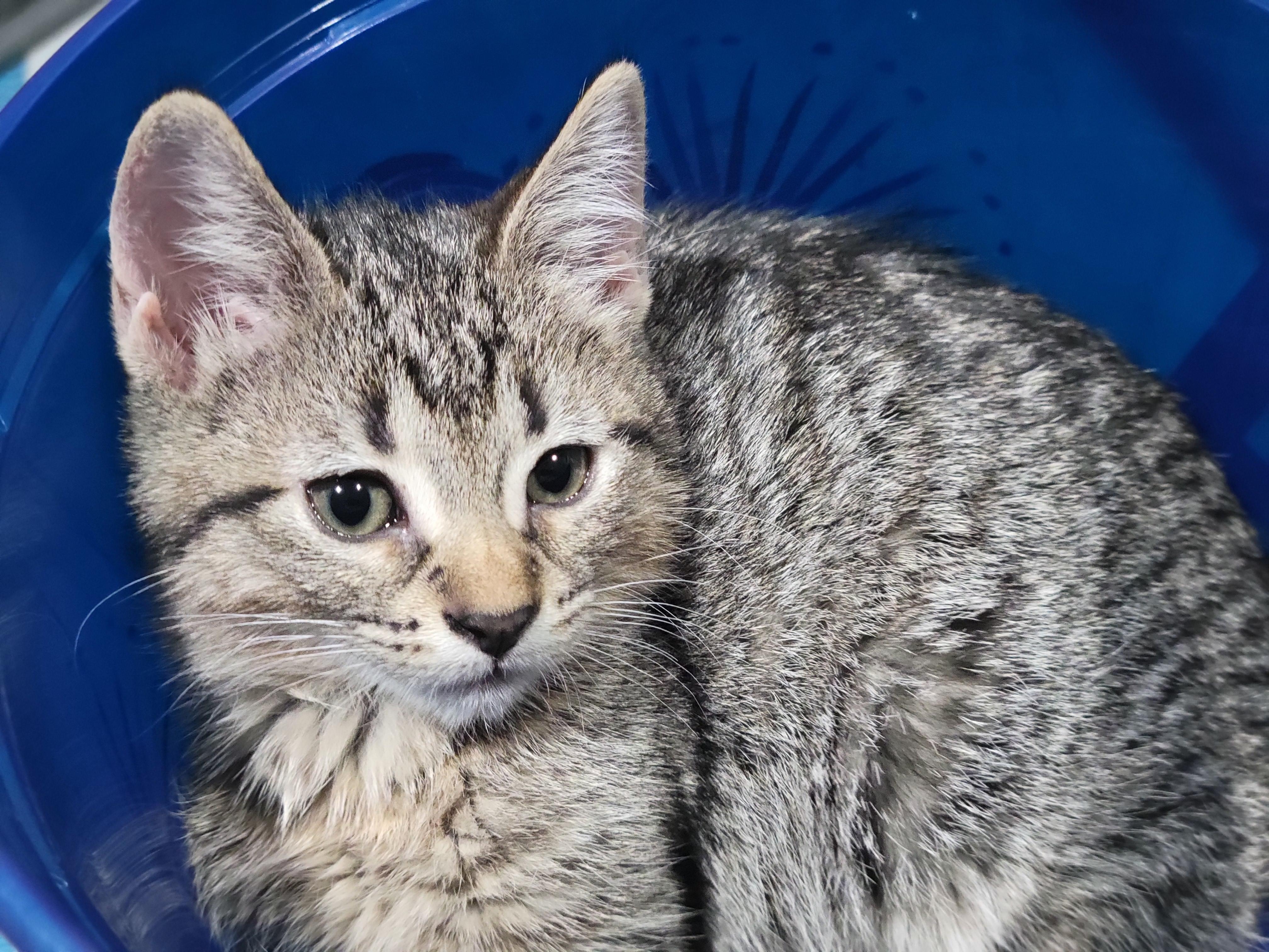 Enlarge Lainey, a Adopted Domestic Short Hair in OVERLAND PARK, KS image 5/6