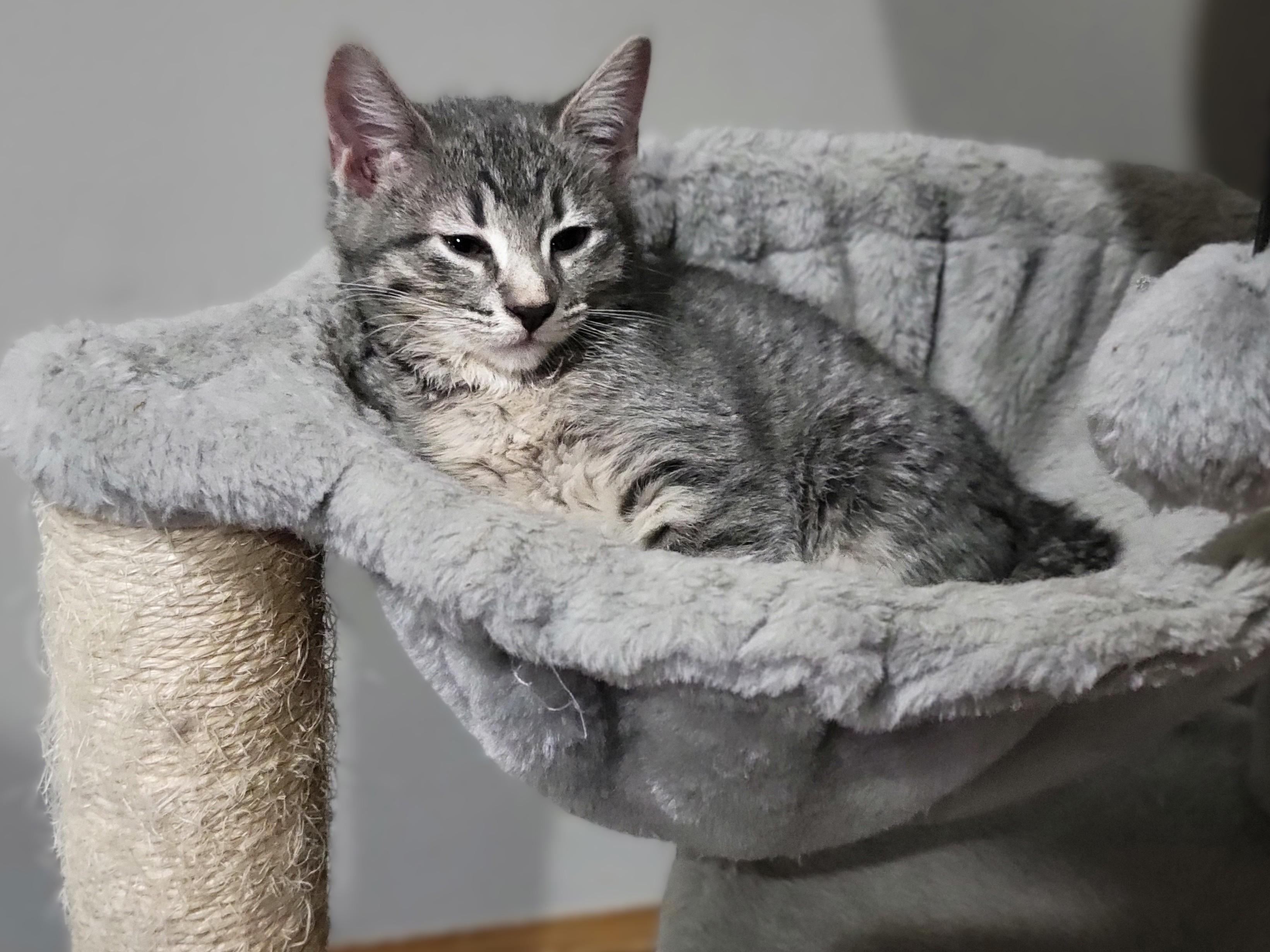 Enlarge Lainey, a Adopted Domestic Short Hair in OVERLAND PARK, KS image 6/6