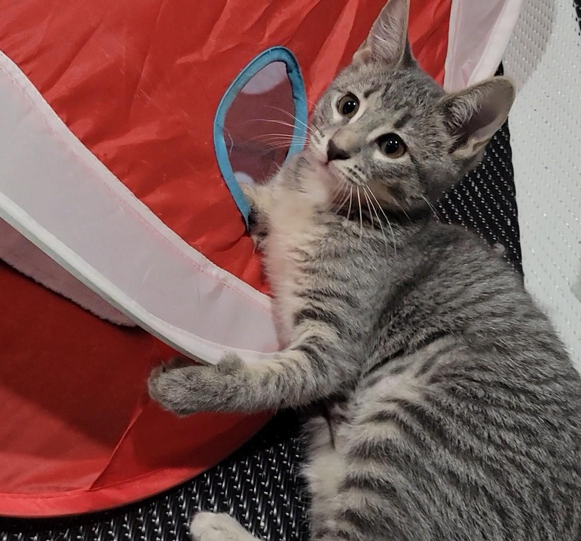 Enlarge Lainey, a Adopted Domestic Short Hair in OVERLAND PARK, KS image 1/6