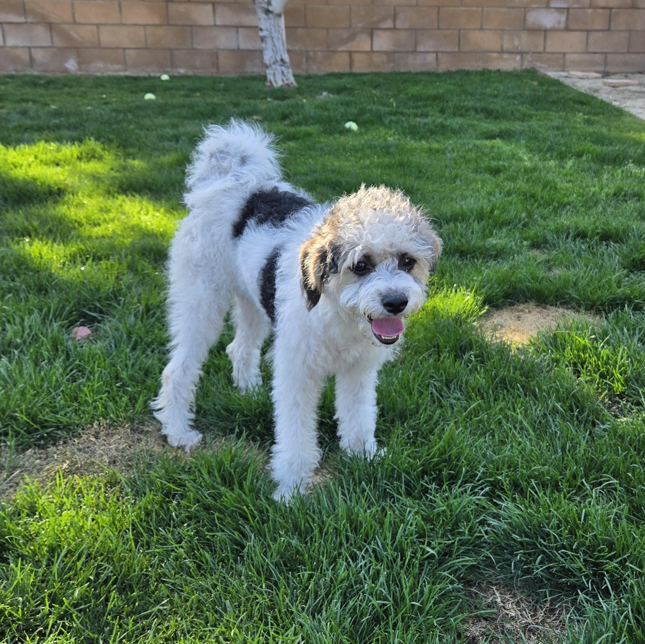 Lucy , a Adoptable mixed breed in Oceanside, CA image 3/6