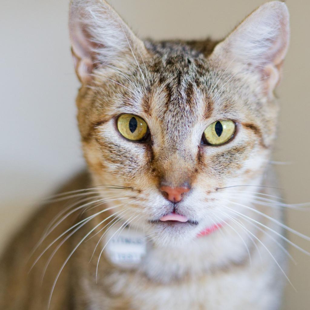 Litmus Test, a Adoptable mixed breed in Hot Springs, AR image 1/2