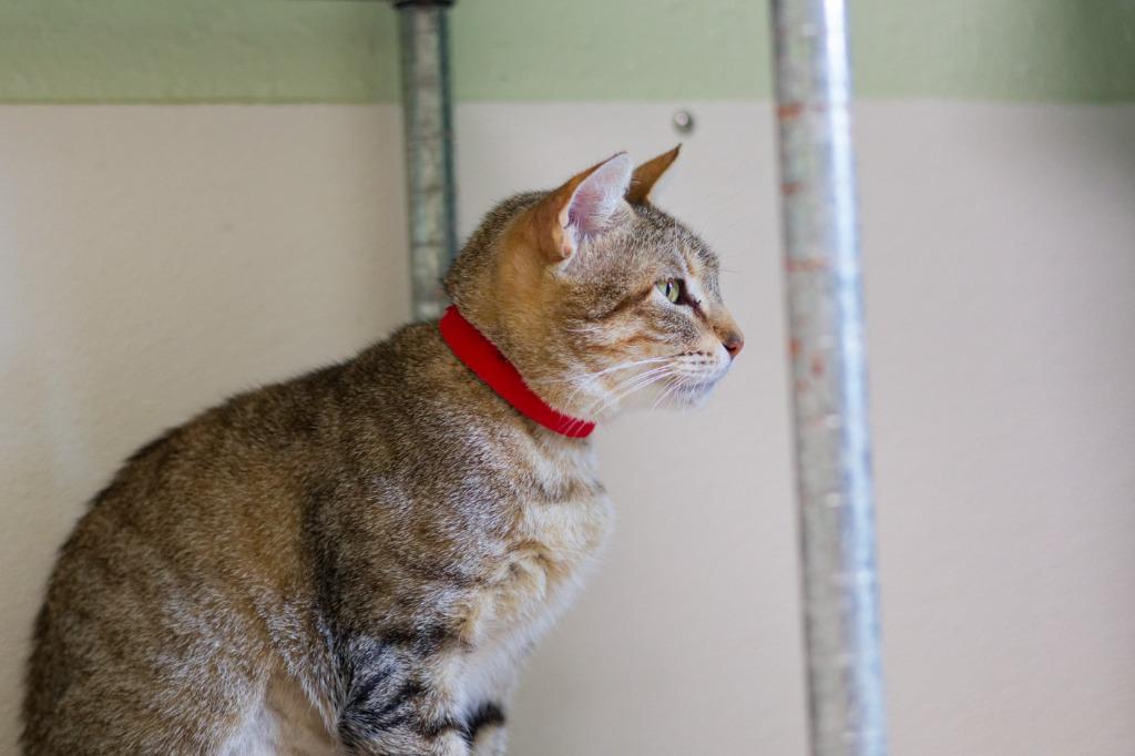 Litmus Test, a Adoptable mixed breed in Hot Springs, AR image 2/2