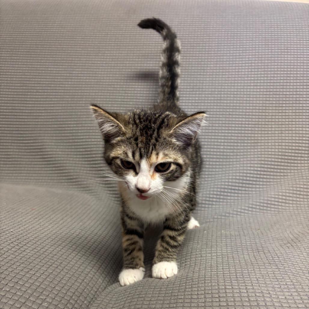 Thumbelina, Adoptable, Kitten Female Domestic Short Hair.