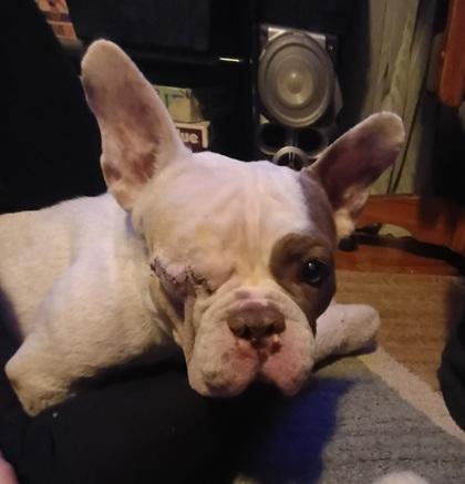 Ducky (fka Princess), Adoptable, Young Female American Bulldog & Mixed Breed.