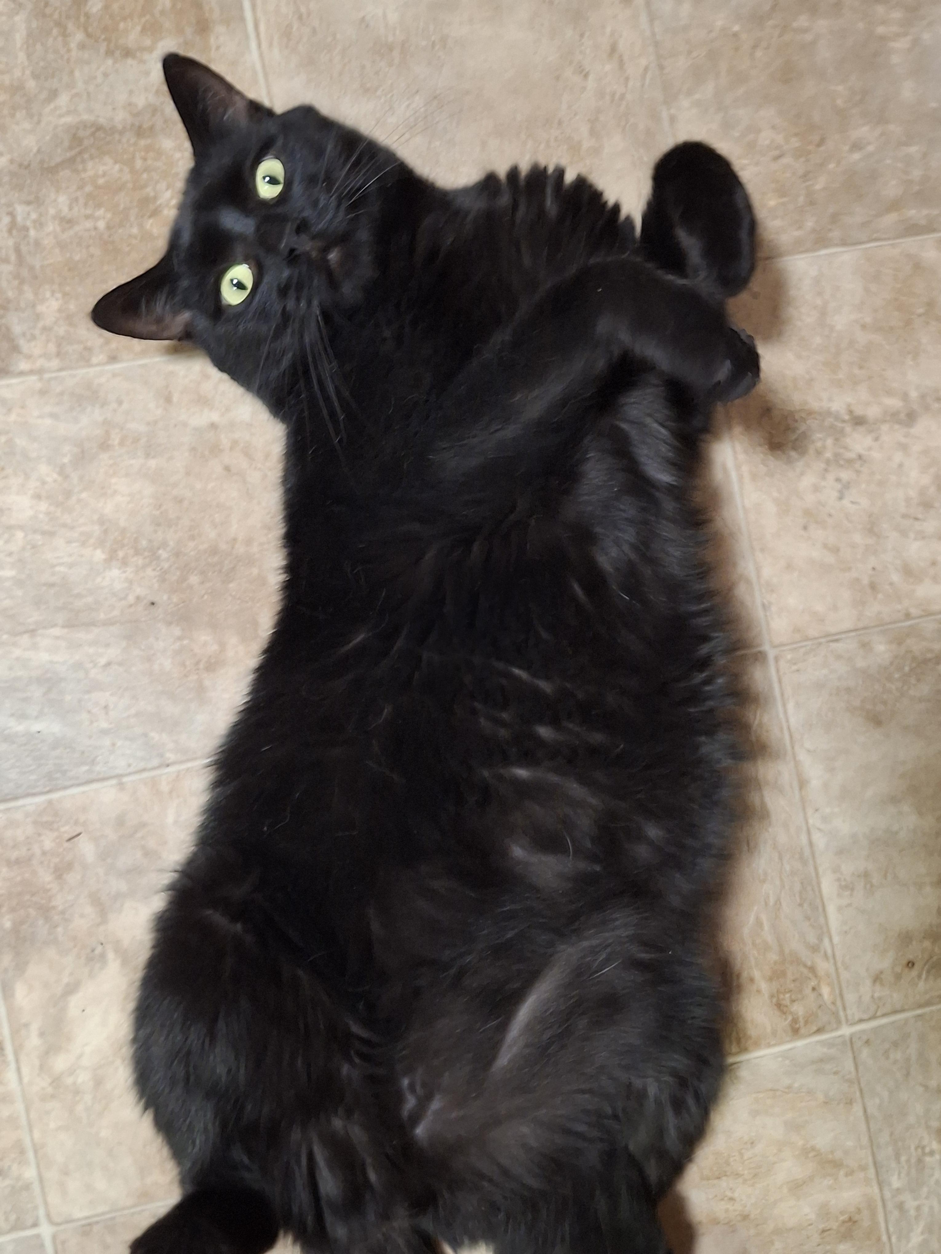 Enlarge Twinkie, an adopted Domestic Short Hair in Lawrenceville, GA image 1/2