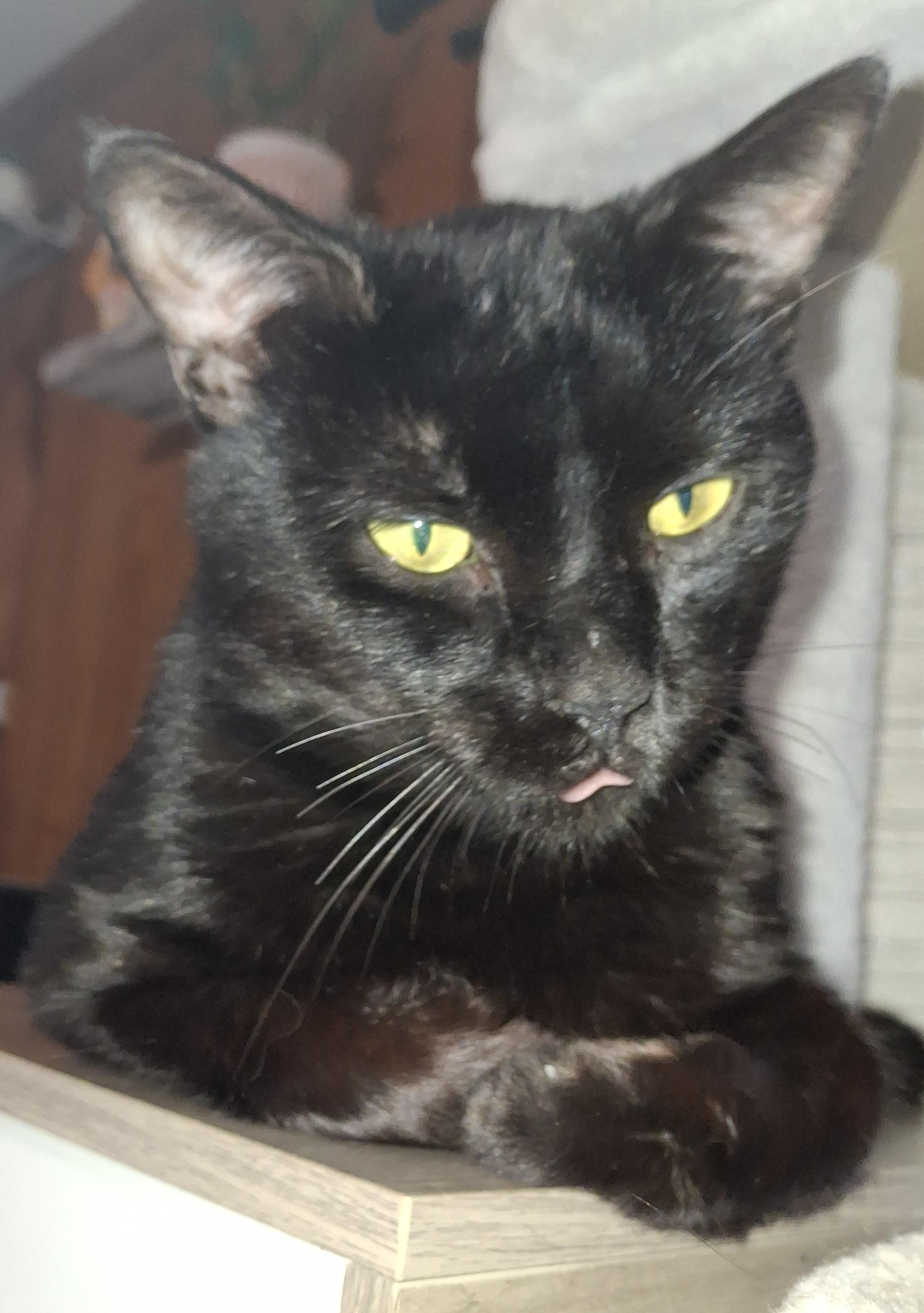 Enlarge Twinkie, a Adoptable Domestic Short Hair in Lawrenceville, GA image 1/1