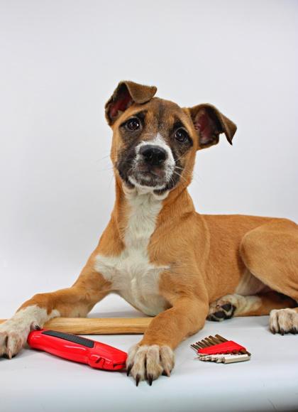 Bosch — thumbnail 2