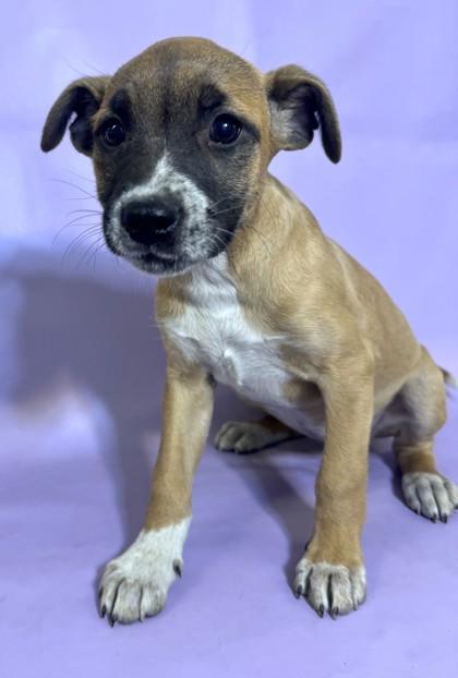 Bosch — thumbnail 3