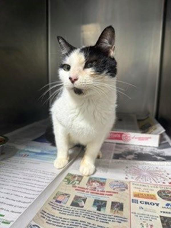 26-07-2151 Jj, Adoptable, Adult Female Domestic Short Hair.
