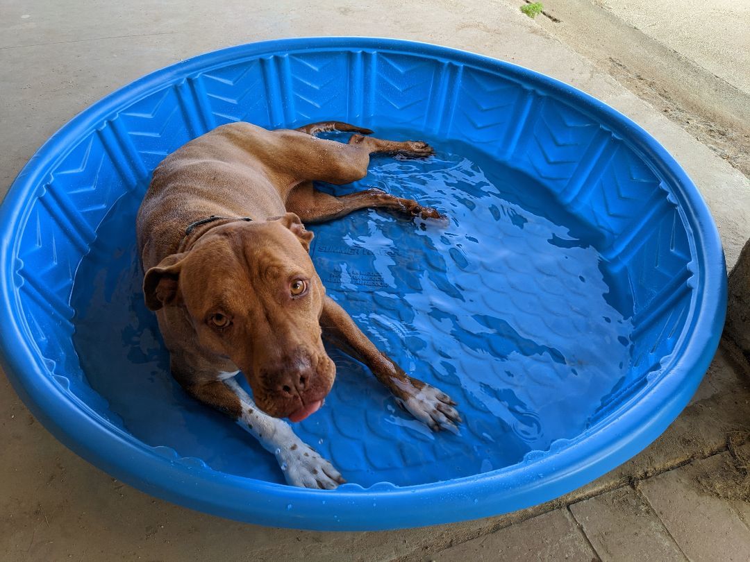 Amber, Adoptable, Adult Female Labrador Retriever & Boxer.
