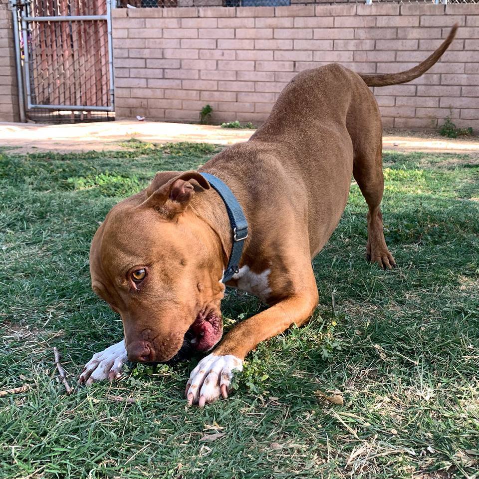 Enlarge Amber, a Adoptable mixed breed in Phoenix, AZ image 2/6