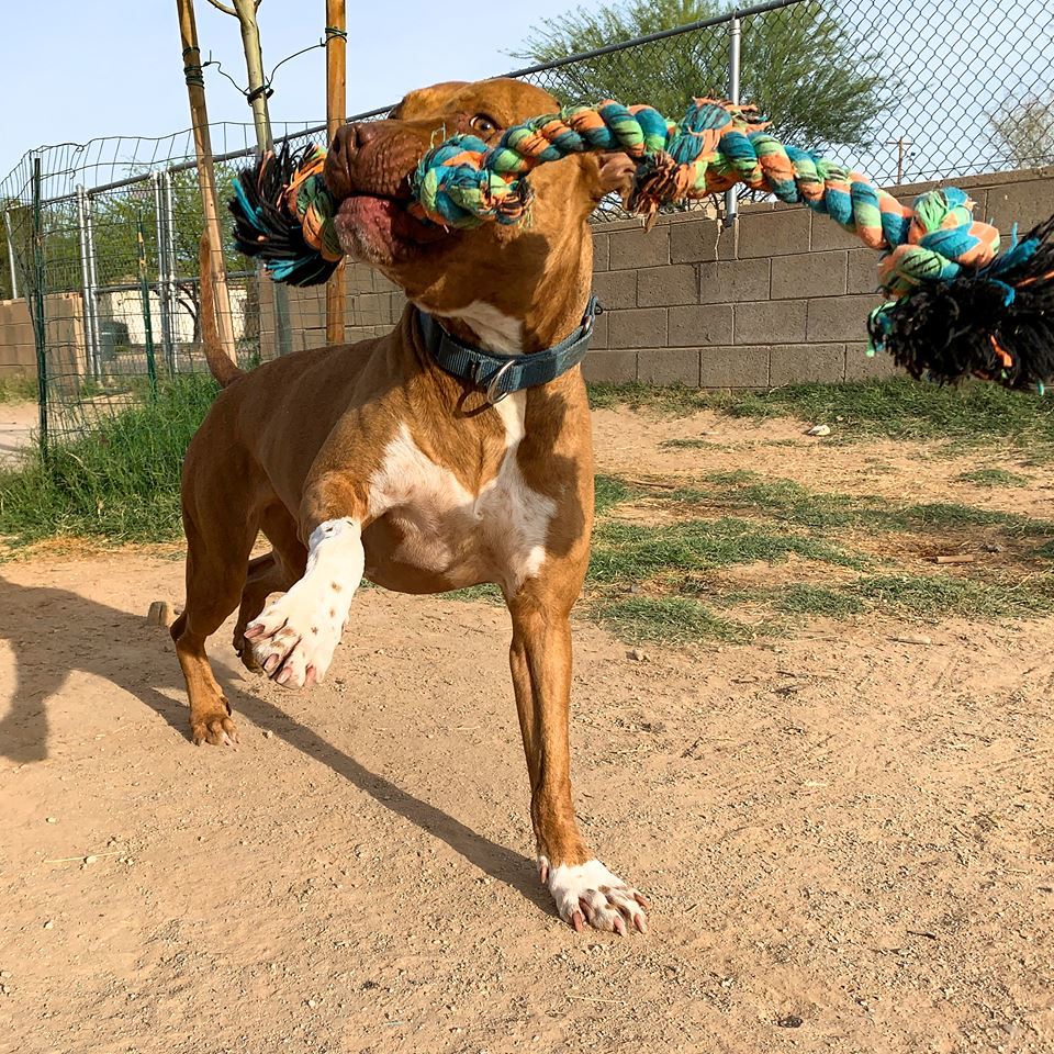 Enlarge Amber, a Adoptable mixed breed in Phoenix, AZ image 3/6