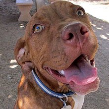 Enlarge Amber, a Adoptable mixed breed in Phoenix, AZ image 4/6