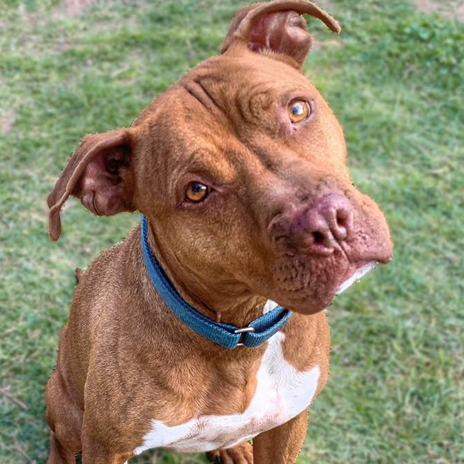 Enlarge Amber, a Adoptable mixed breed in Phoenix, AZ image 5/6