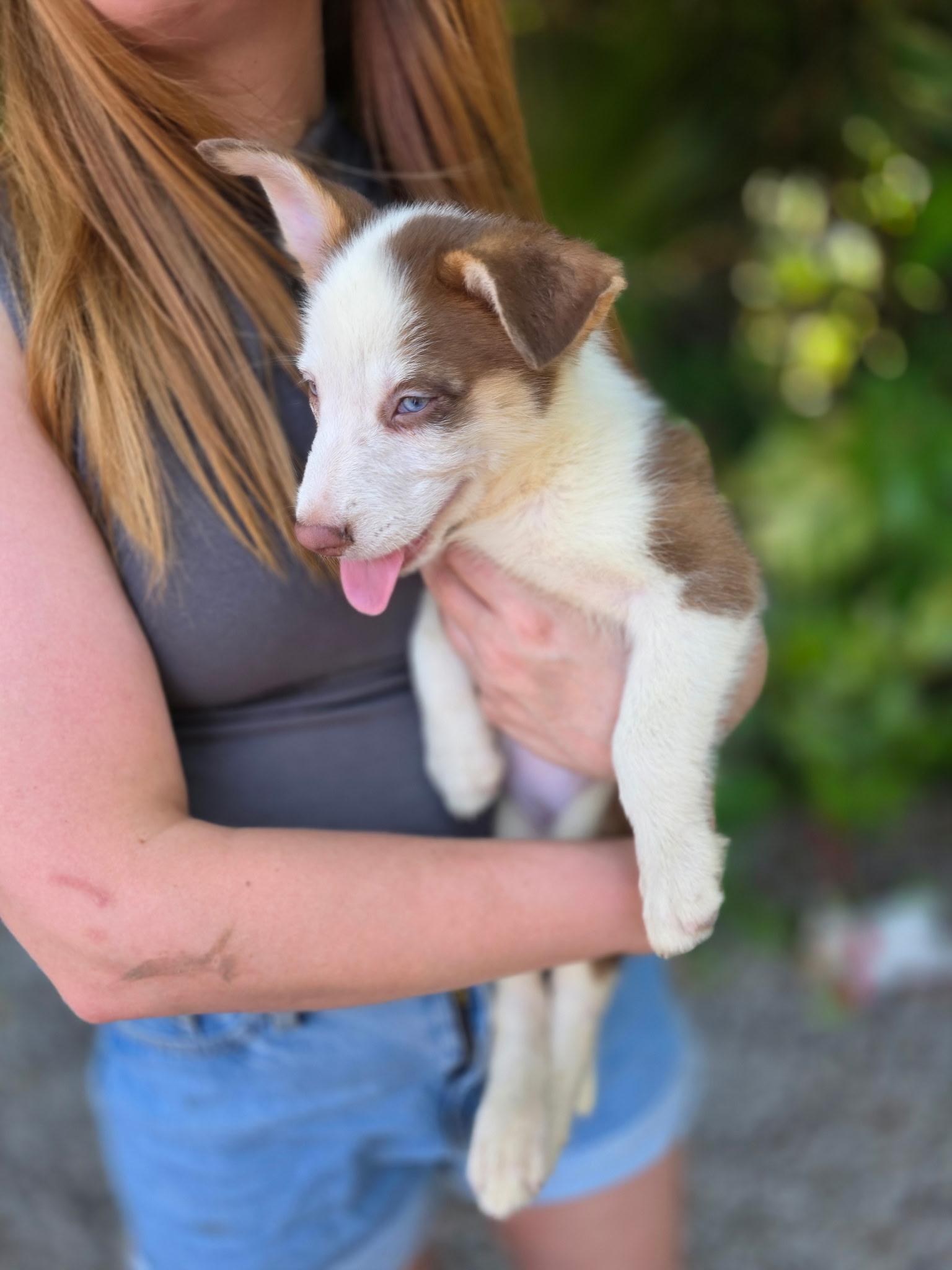 Doogie, a ADOPTABLE mixed breed in Miami, FL image 2/2