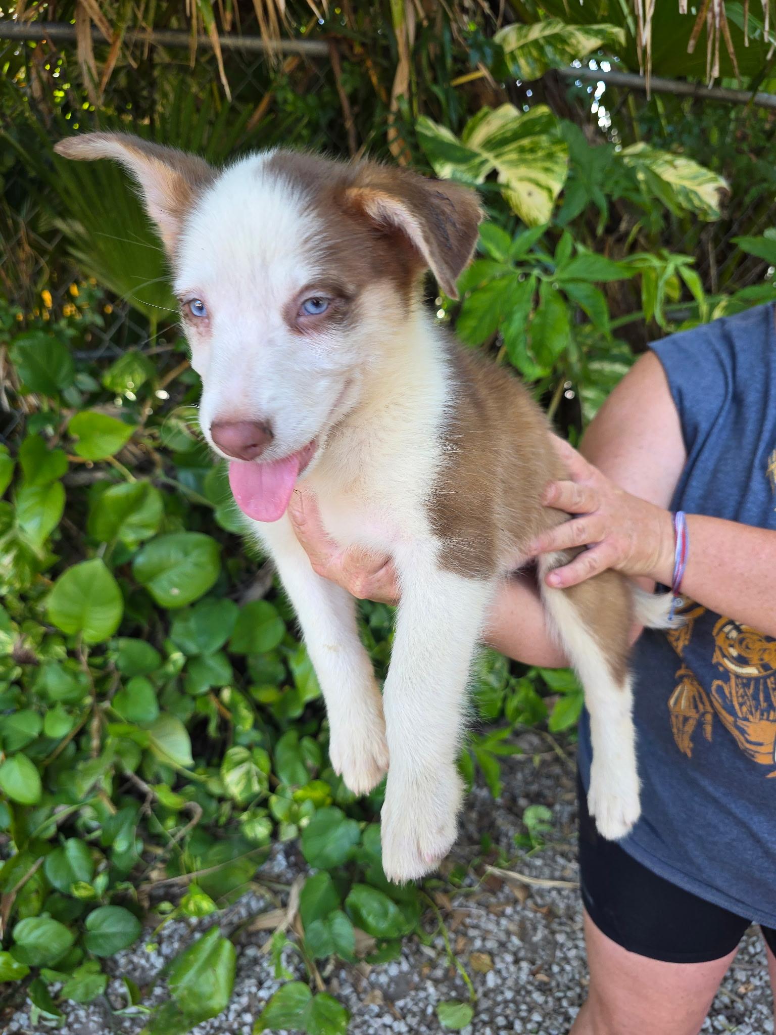 Doogie, a ADOPTABLE mixed breed in Miami, FL image 1/2