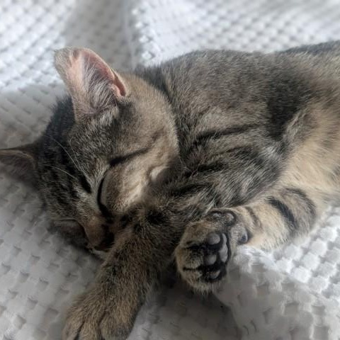 Joker Morley, a Adoptable mixed breed in Denver, CO image 3/5