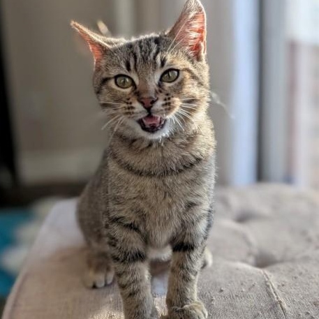 Joker Morley, a Adoptable mixed breed in Denver, CO image 4/5