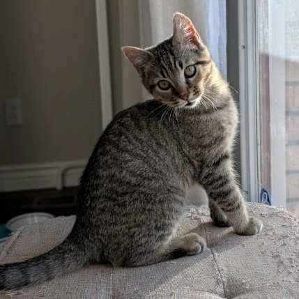 Joker Morley, a Adoptable mixed breed in Denver, CO image 5/5