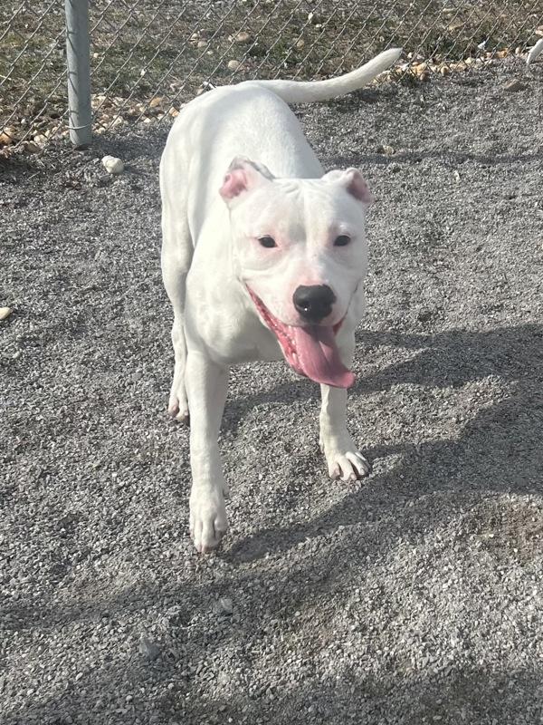 Bebe, Adoptable, Young Female American Staffordshire Terrier.