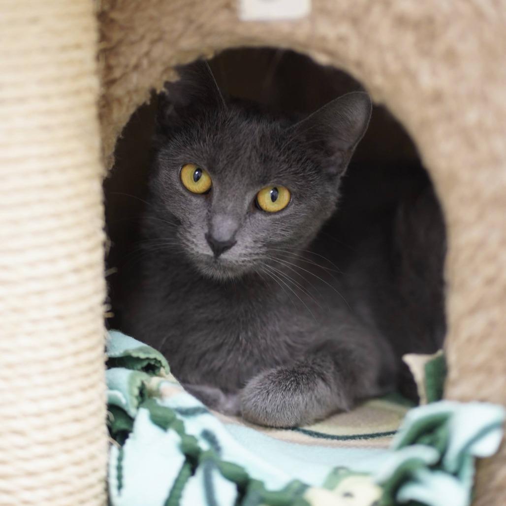 Enlarge Muffy, a Adoptable Domestic Short Hair in Naperville, IL image 1/6