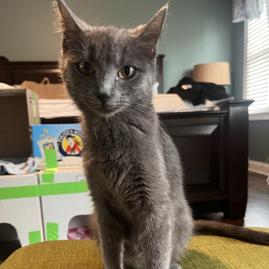 Muffy, Adoptable, Young Female Domestic Short Hair.