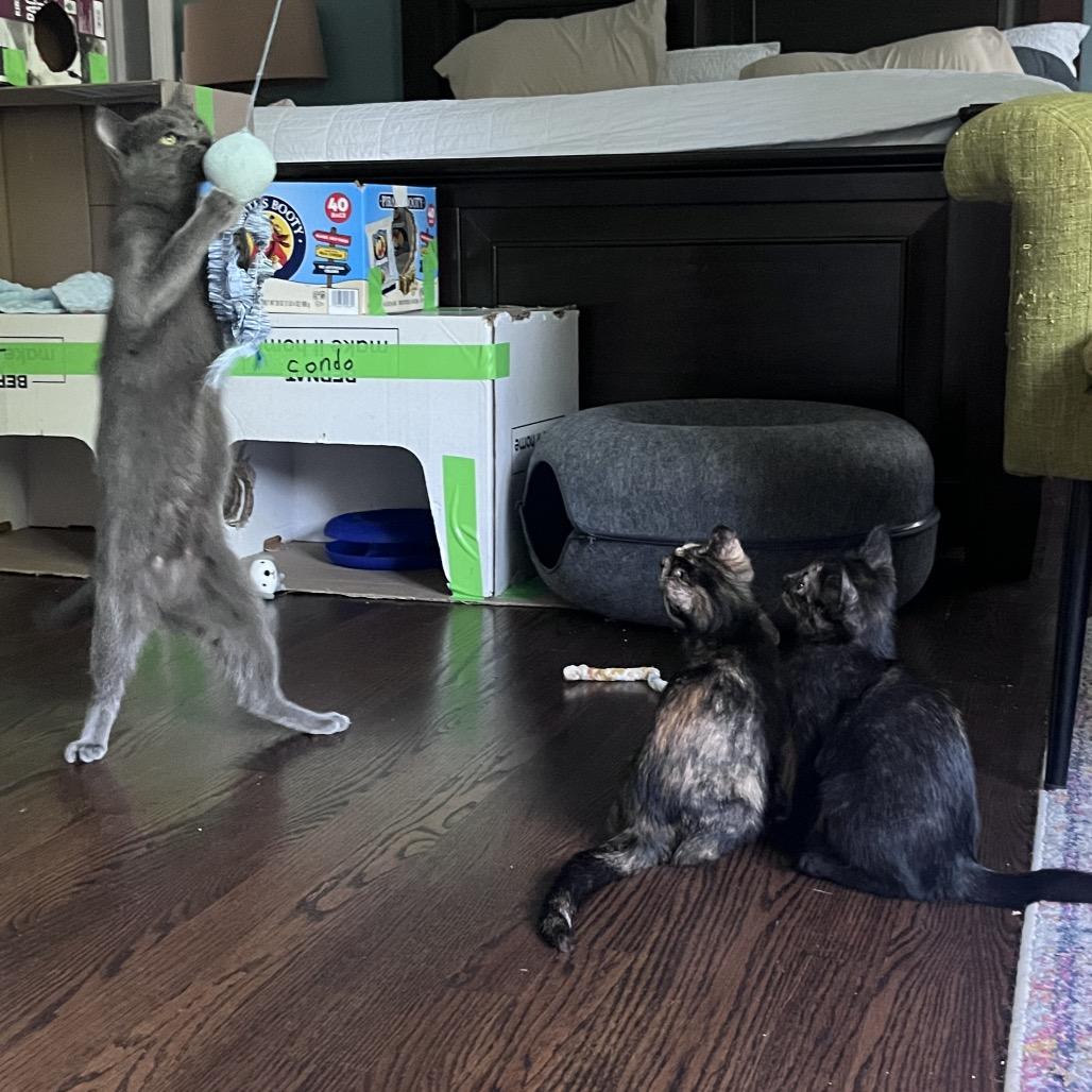 Enlarge Muffy, a Adoptable Domestic Short Hair in Naperville, IL image 3/6