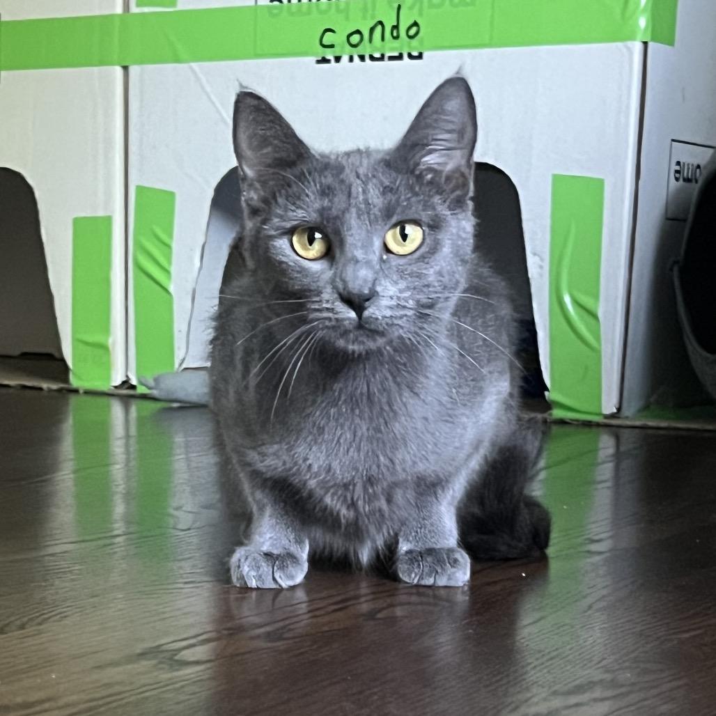 Enlarge Muffy, a Adoptable Domestic Short Hair in Naperville, IL image 4/6