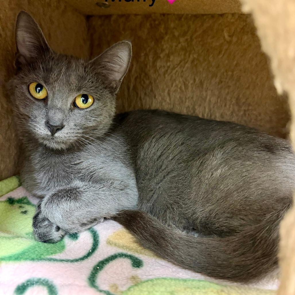 Enlarge Muffy, a Adoptable Domestic Short Hair in Naperville, IL image 5/6