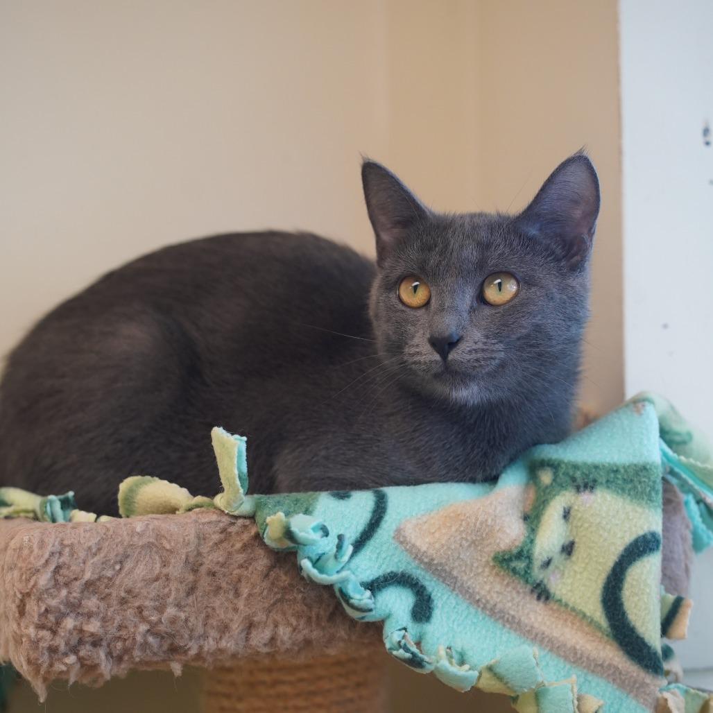 Muffy, a Adoptable Domestic Short Hair in Naperville, IL image 5/6