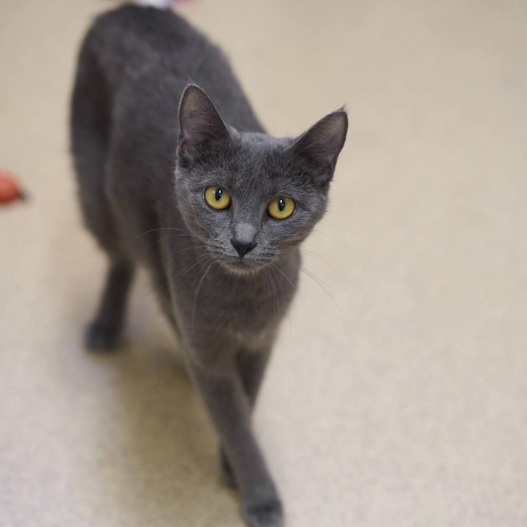 Enlarge Muffy, a Adoptable Domestic Short Hair in Naperville, IL image 6/6