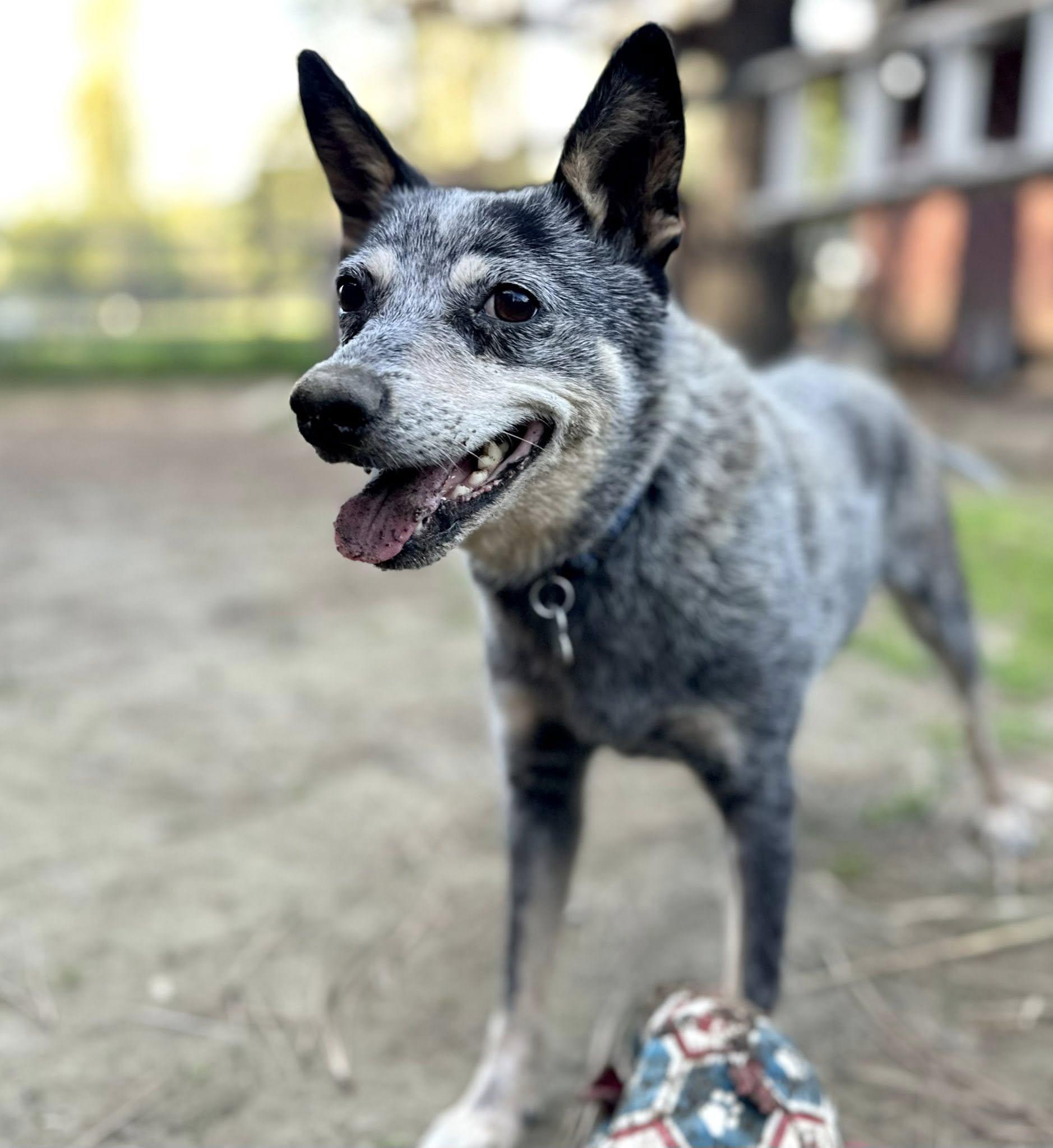 Miss Tuesday (aka Lemon Pepper)!, ADOPTABLE, Adult Female Australian Cattle Dog / Blue Heeler.