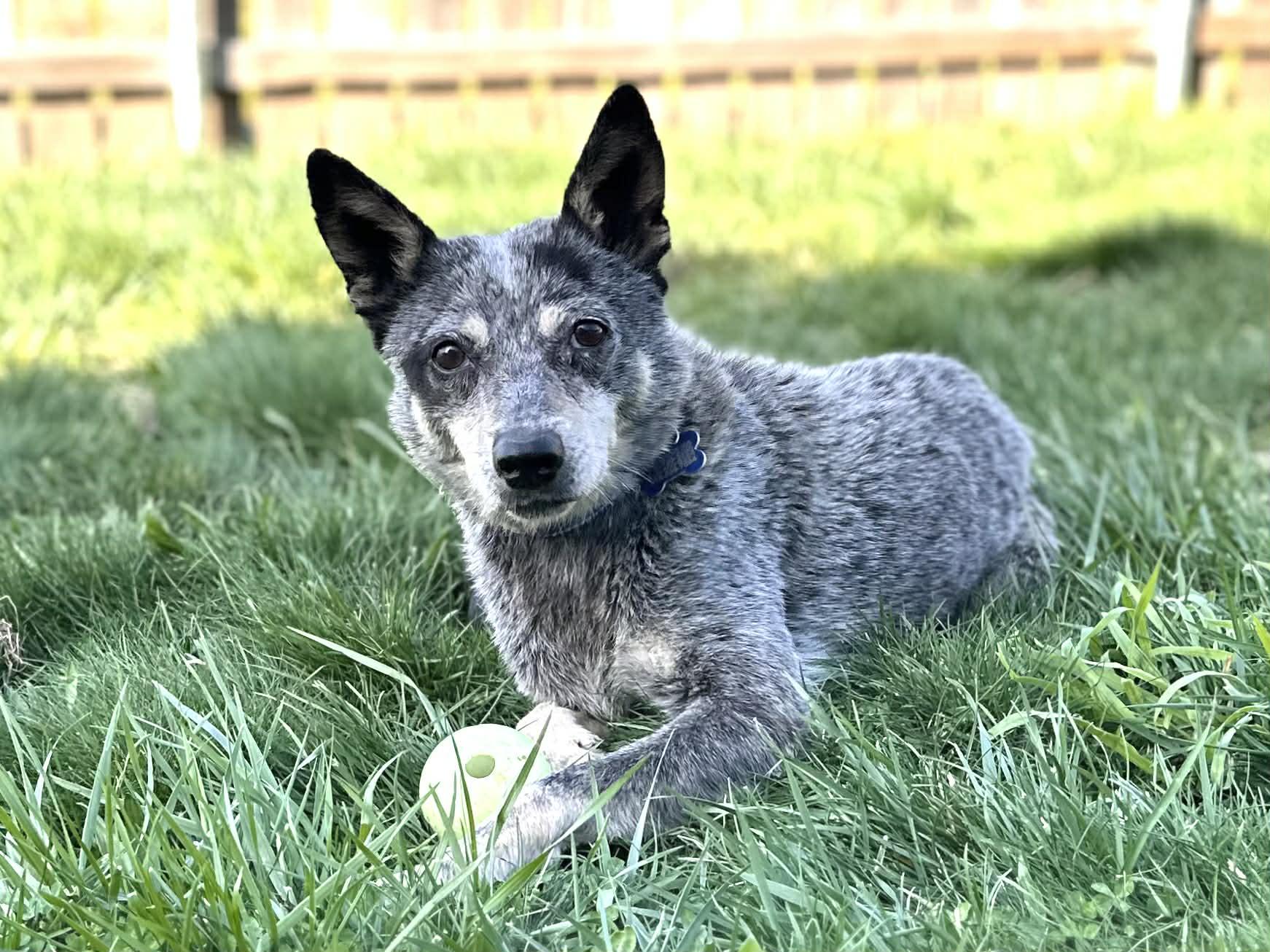 Miss Tuesday (aka Lemon Pepper)!, ADOPTABLE, Adult Female Australian Cattle Dog / Blue Heeler.