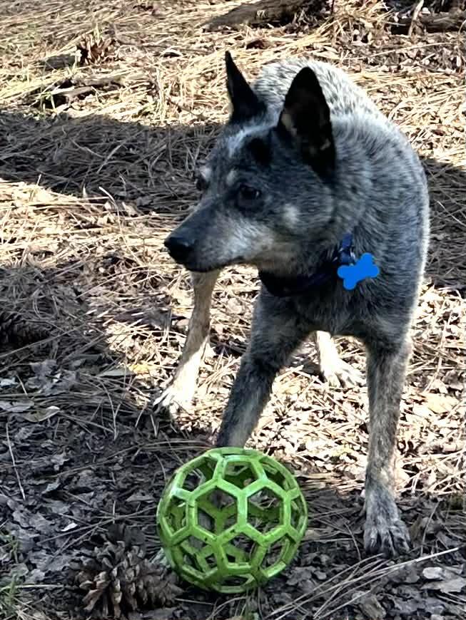 Enlarge Miss Tuesday (aka Lemon Pepper)!, a ADOPTABLE Australian Cattle Dog / Blue Heeler in Roseville, CA image 2/6