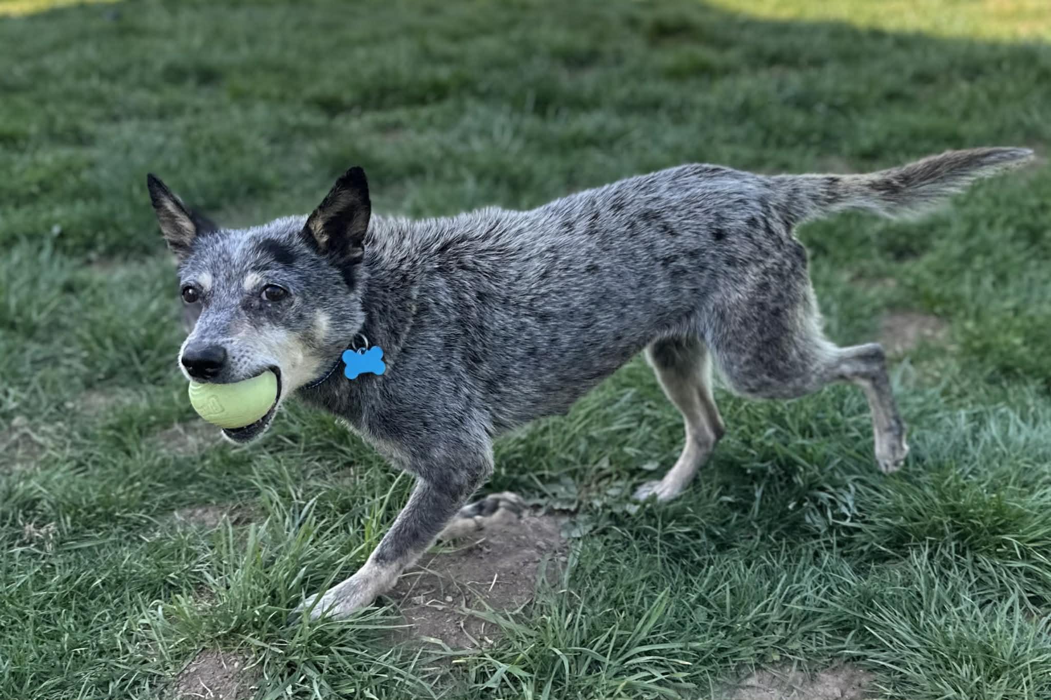 Enlarge Miss Tuesday (aka Lemon Pepper)!, a ADOPTABLE Australian Cattle Dog / Blue Heeler in Roseville, CA image 3/6