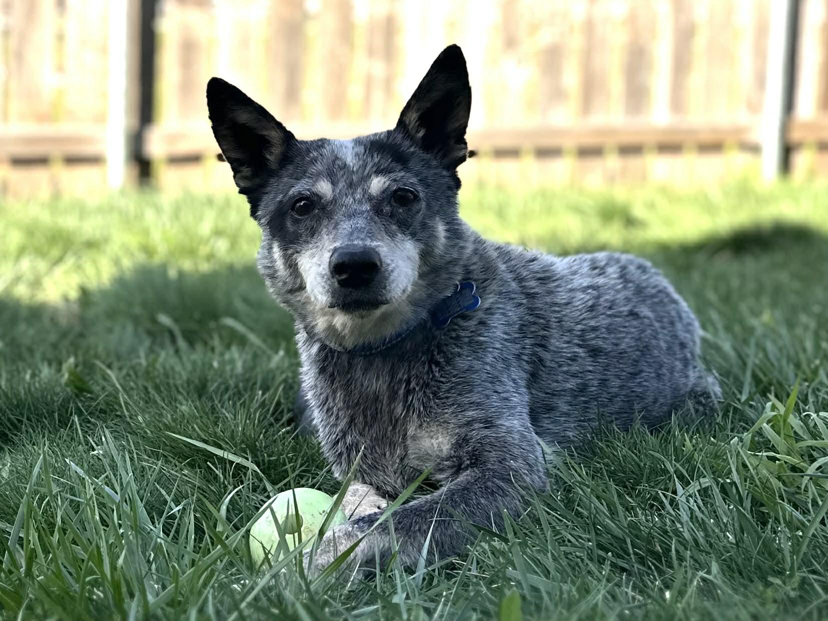 Enlarge Miss Tuesday (aka Lemon Pepper)!, a ADOPTABLE Australian Cattle Dog / Blue Heeler in Roseville, CA image 5/6