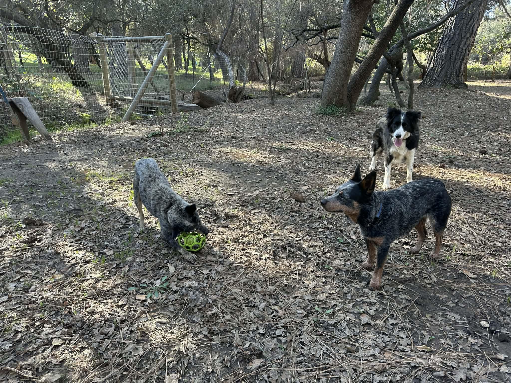 Enlarge Miss Tuesday (aka Lemon Pepper)!, a ADOPTABLE Australian Cattle Dog / Blue Heeler in Roseville, CA image 4/6