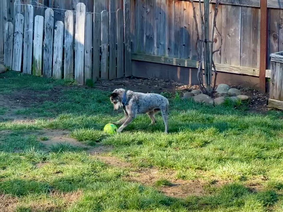 Enlarge Miss Tuesday (aka Lemon Pepper)!, a ADOPTABLE Australian Cattle Dog / Blue Heeler in Roseville, CA video 6/6