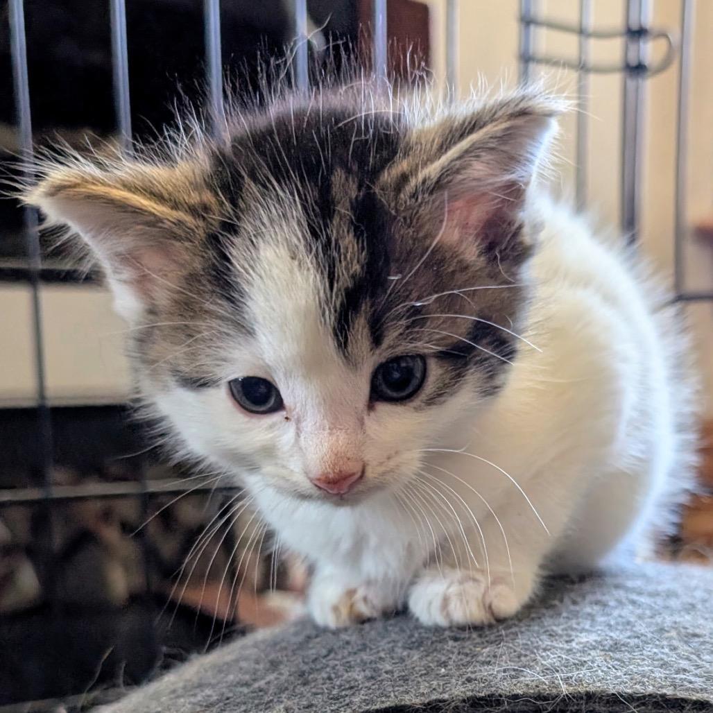 Enlarge Latte, a Adoptable Domestic Short Hair in Toledo, OH image 1/2