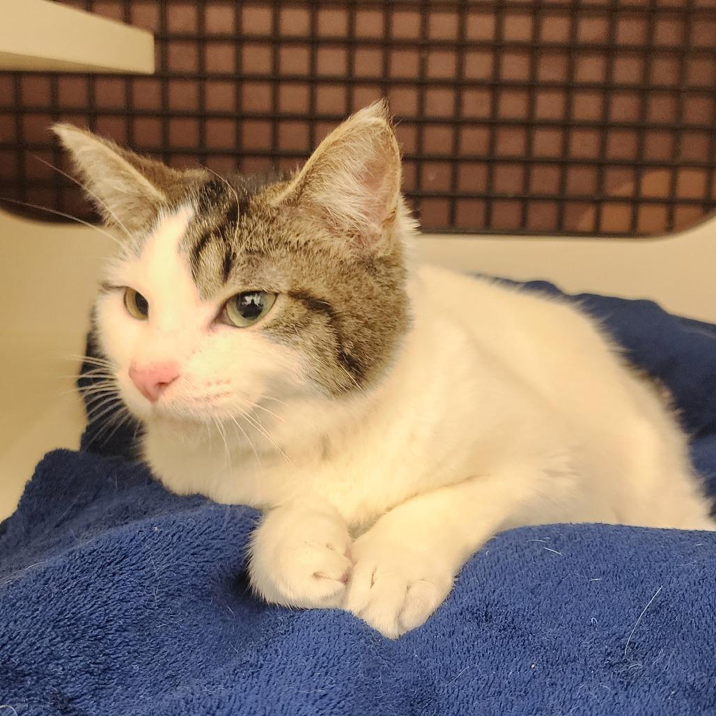 Latte, a Adoptable Domestic Short Hair in Toledo, OH image 2/4