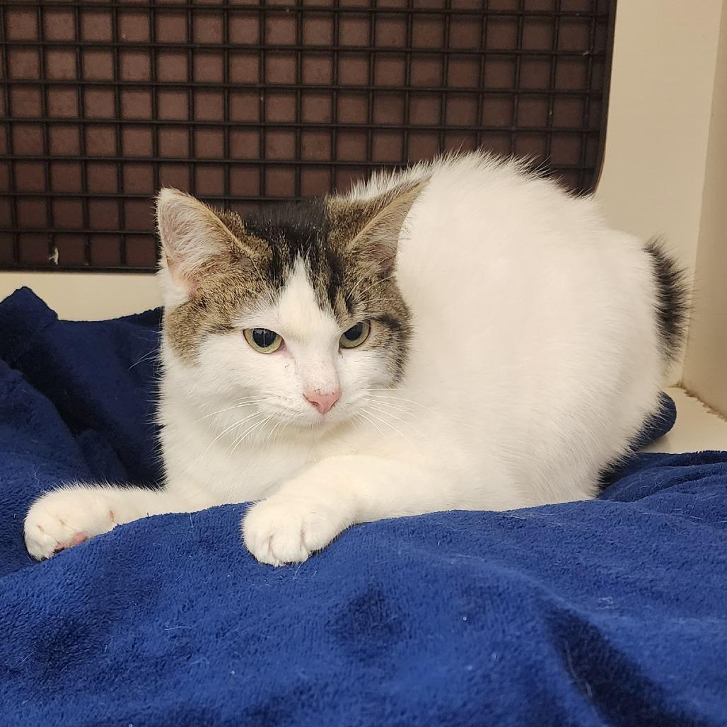Latte, a Adoptable Domestic Short Hair in Toledo, OH image 3/4