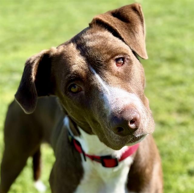 PHOENIX, Adoptable, Young Female Pit Bull Terrier.