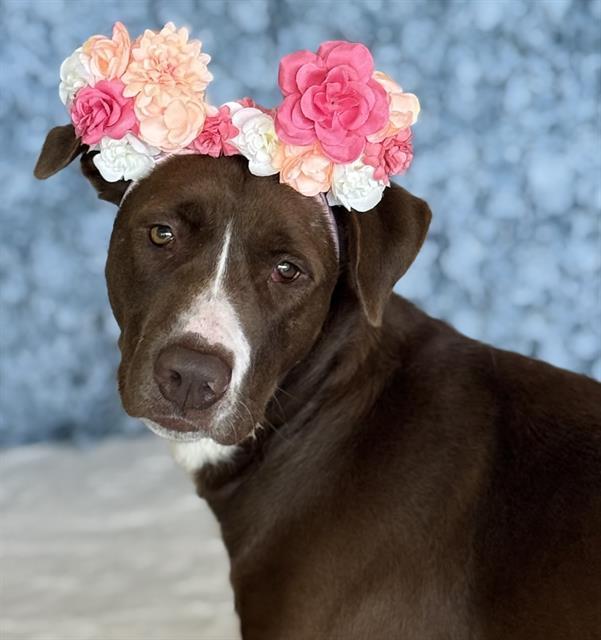 Enlarge PHOENIX, a Adoptable Pit Bull Terrier in Auburn, CA image 1/1