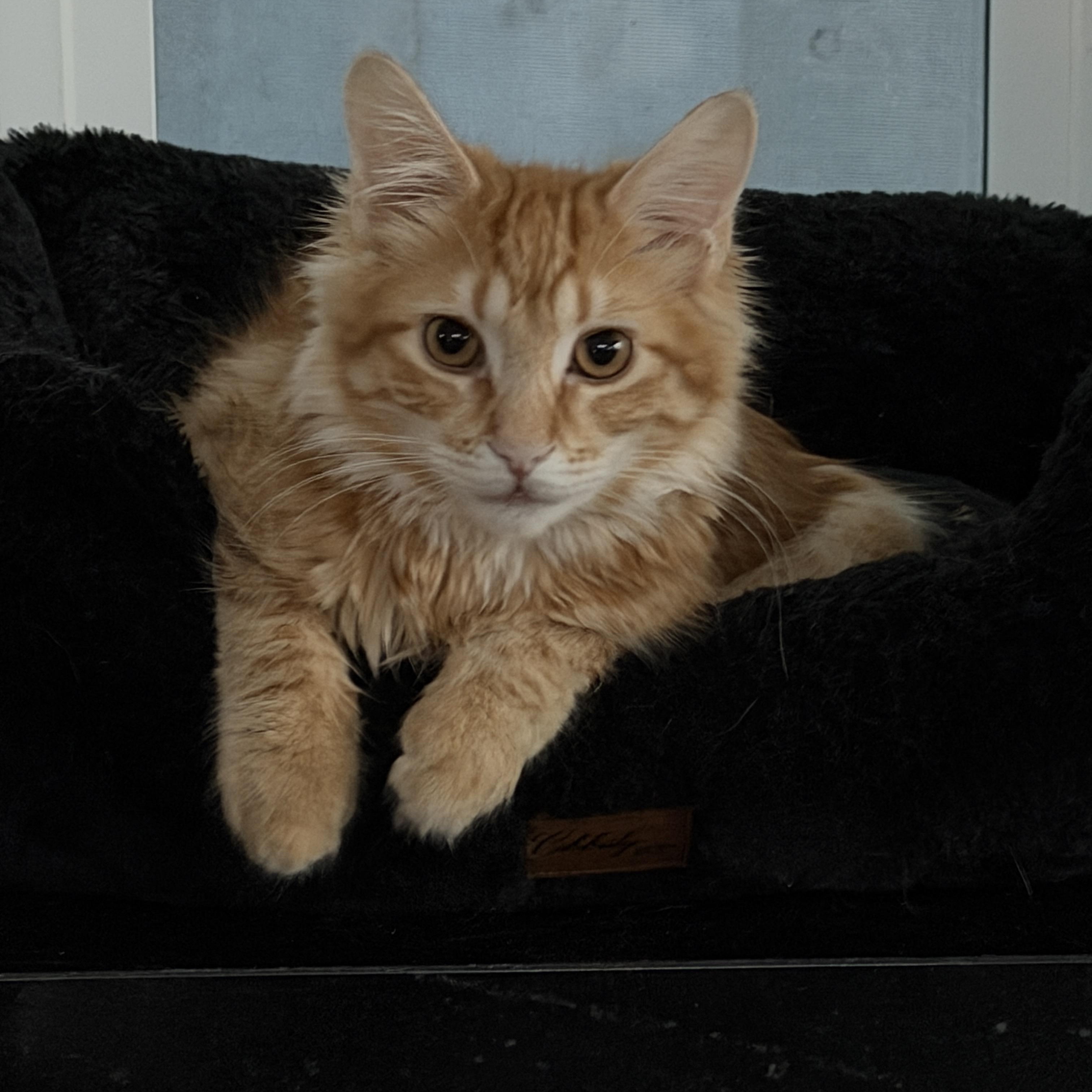 Enlarge Mel - Soft and Sweet, a ADOPTABLE Tabby in Fountain Valley, CA image 2/6