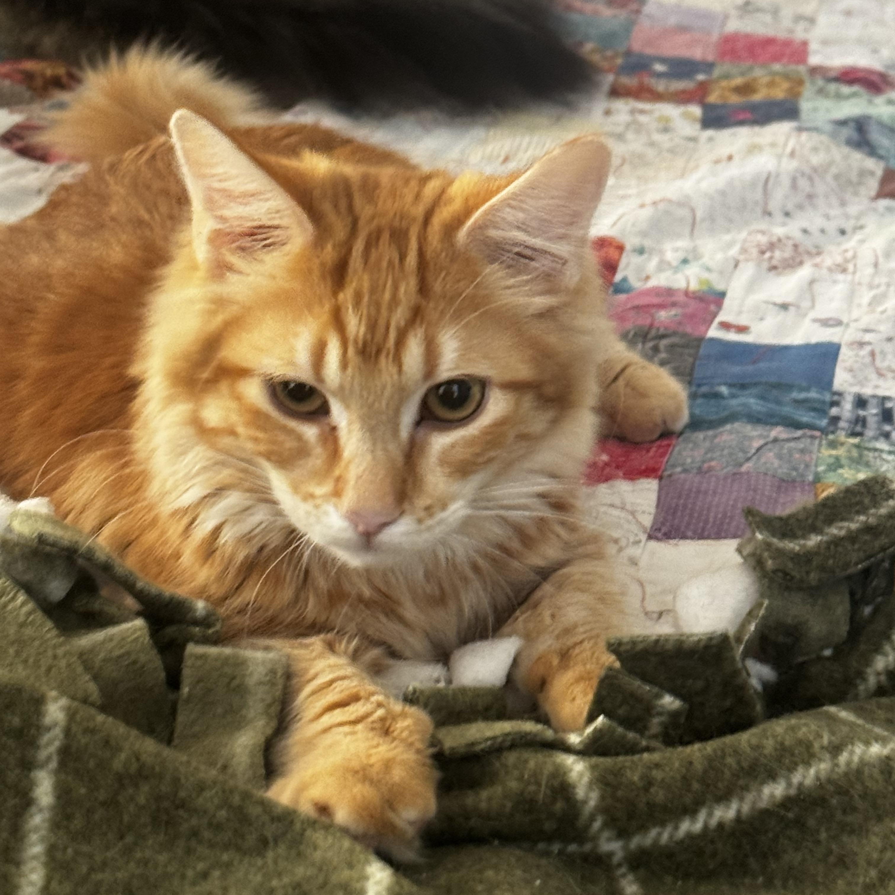 Mel - Soft and Sweet, ADOPTABLE, Young Male Tabby.