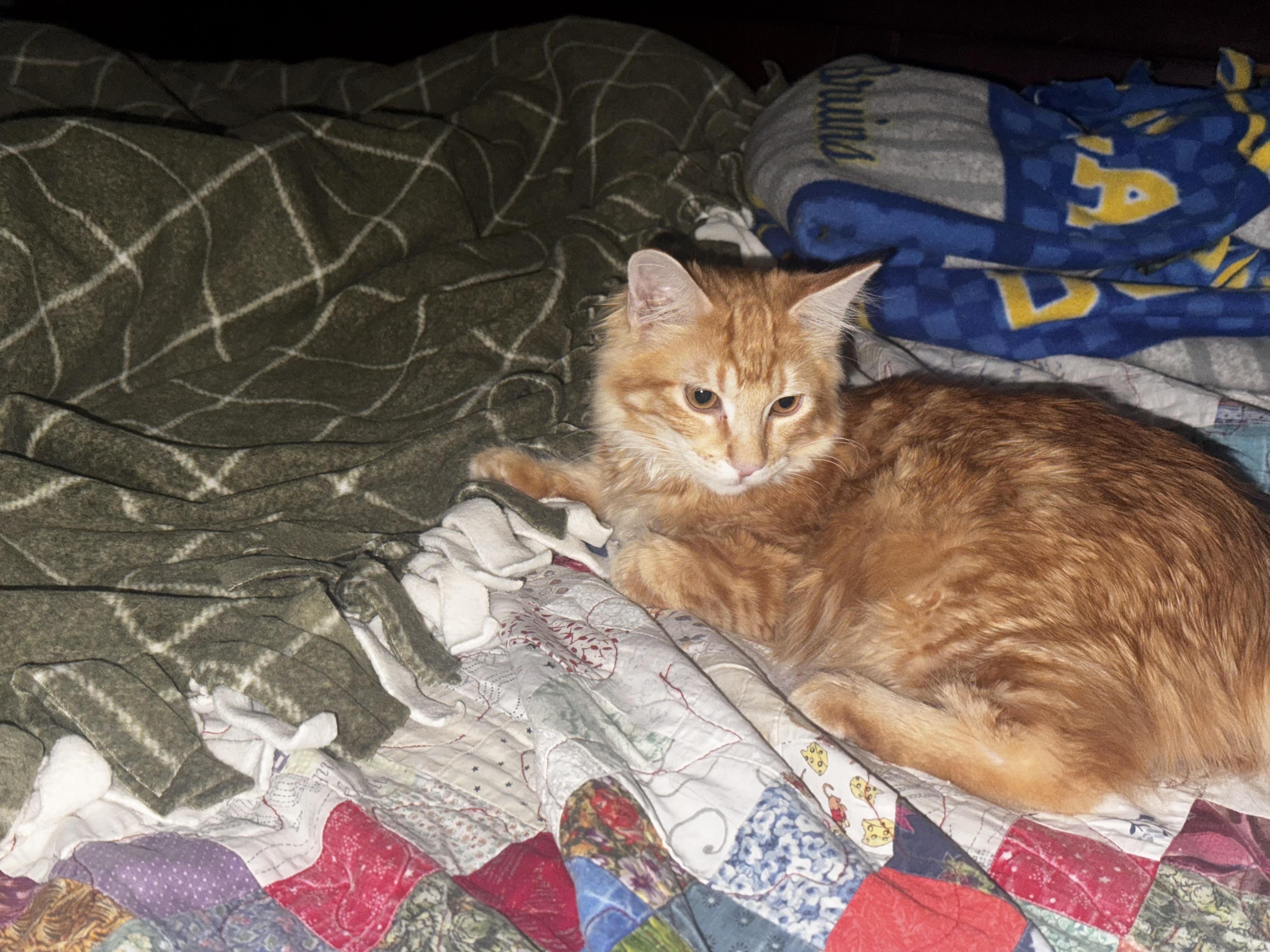 Enlarge Mel - Soft and Sweet, a ADOPTABLE Tabby in Fountain Valley, CA image 4/6