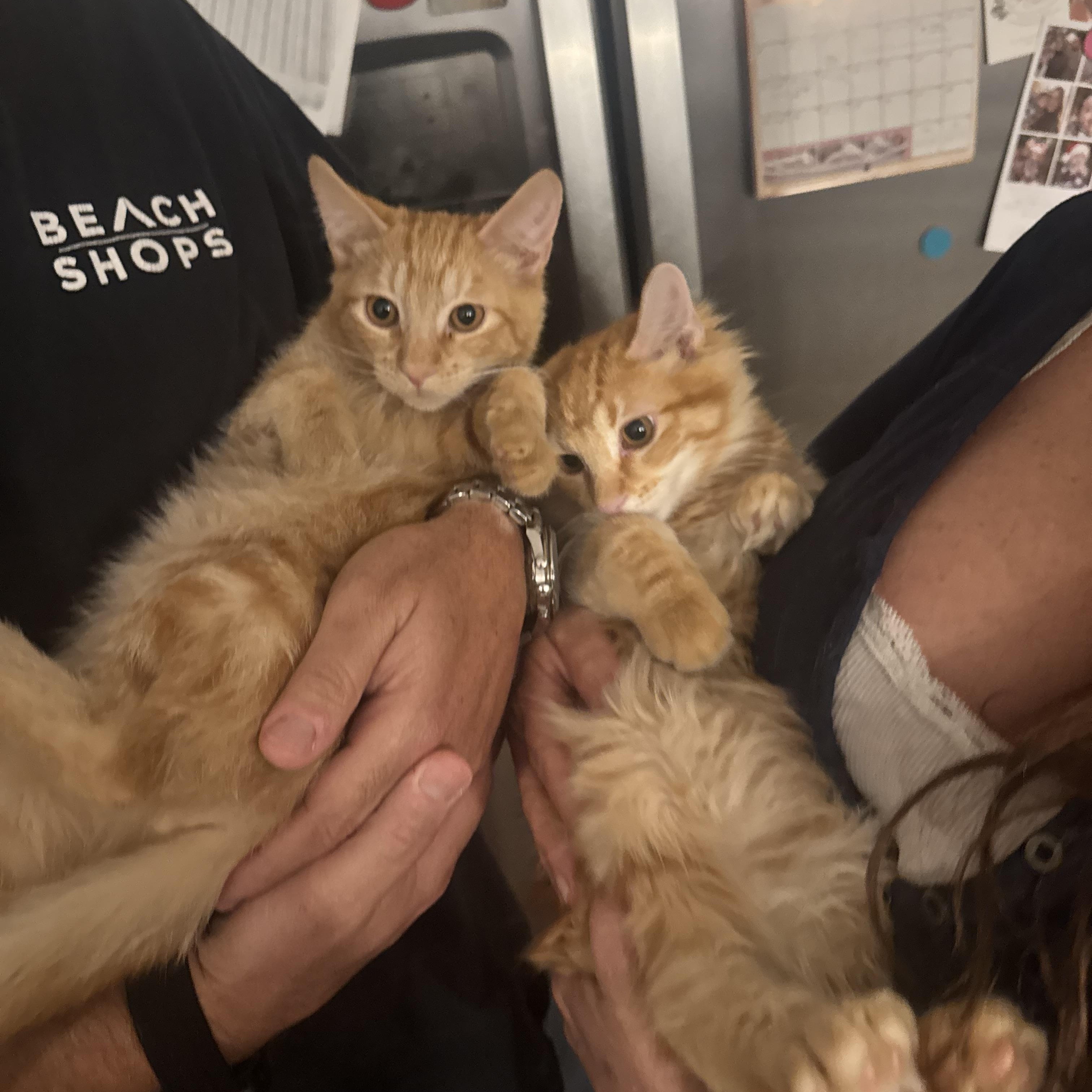 Enlarge Mel - Soft and Sweet, a ADOPTABLE Tabby in Fountain Valley, CA image 5/6