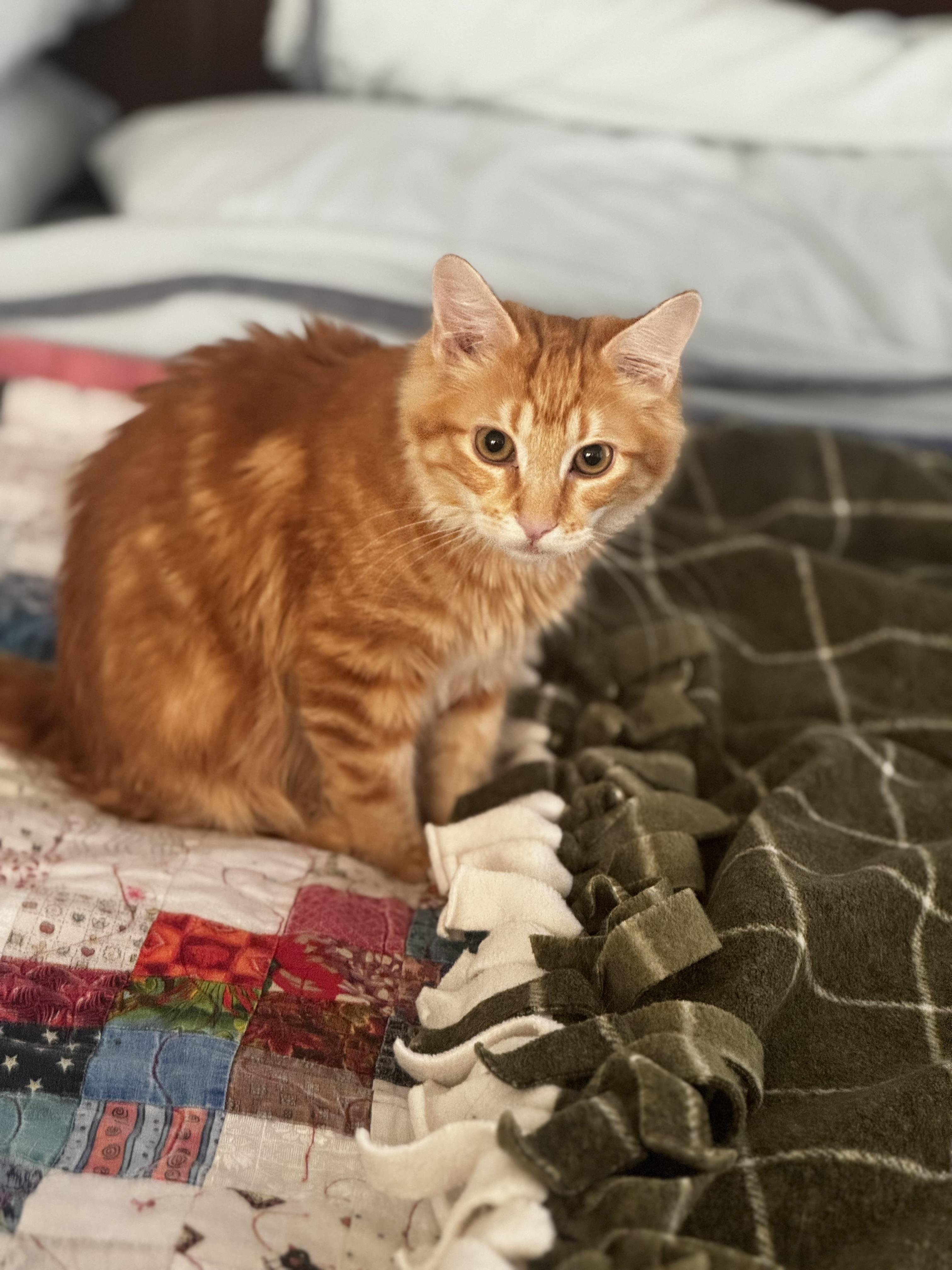 Enlarge Mel - Soft and Sweet, a ADOPTABLE Tabby in Fountain Valley, CA image 6/6