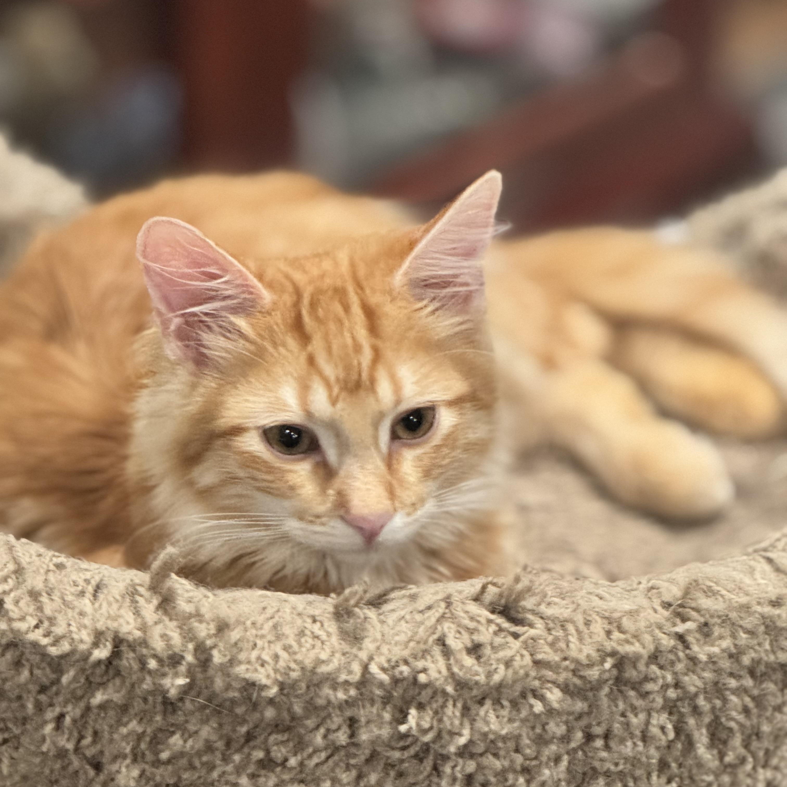 Enlarge Mel - Soft and Sweet, a ADOPTABLE Tabby in Fountain Valley, CA image 3/6