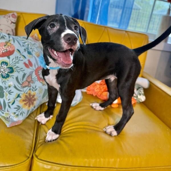 Wren Magnolia — thumbnail 3